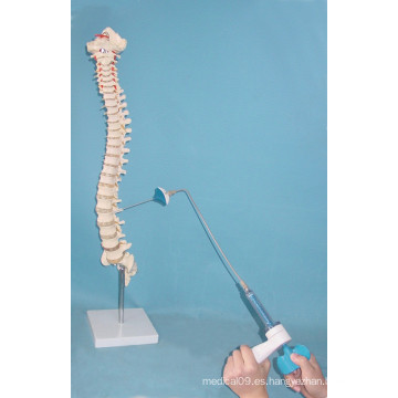 Esqueleto de la vertebra de la columna vertebral de la venta caliente con el recipiente para la práctica médica